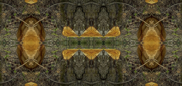 Deforestación